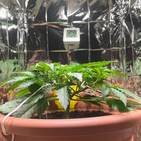 Cracklinburgh Blueberry growlog timeline photo