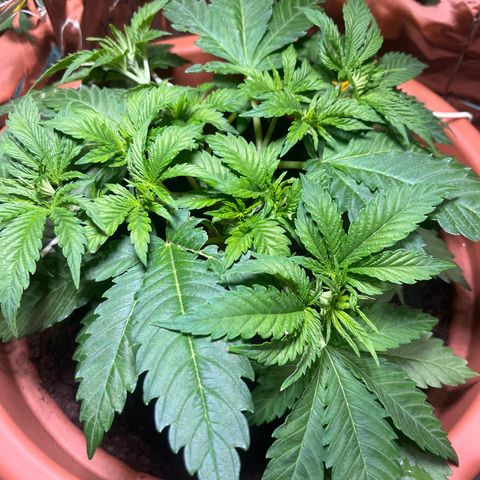 Cracklinburgh Blueberry growlog timeline photo
