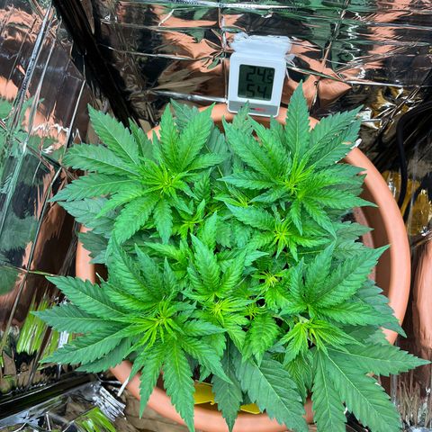 Cracklinburgh Blueberry growlog timeline photo
