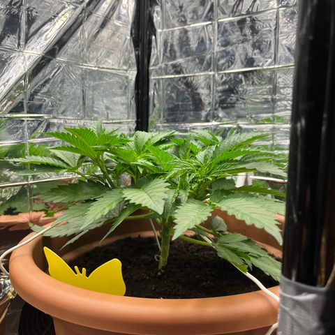 Cracklinburgh Blueberry growlog timeline photo