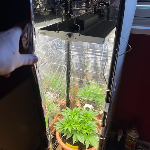 Cracklinburgh Blueberry growlog timeline photo