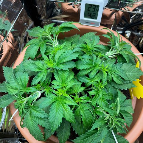 Cracklinburgh Blueberry growlog timeline photo