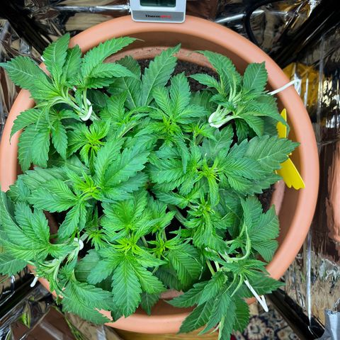 Cracklinburgh Blueberry growlog timeline photo