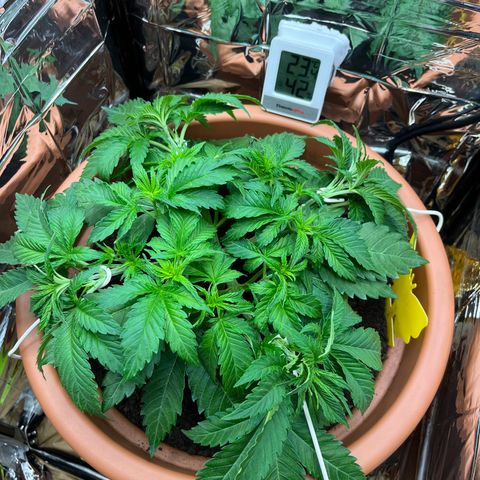 Cracklinburgh Blueberry growlog timeline photo