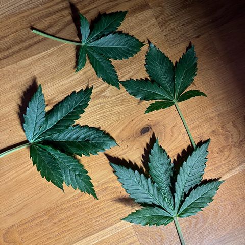 Cracklinburgh Blueberry growlog timeline photo