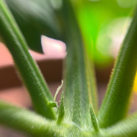 Cracklinburgh Blueberry growlog photo: Erster Stempel sagt: „Guck mal, Papa, was ich kann!“ 

Vorblüte Beginn! 