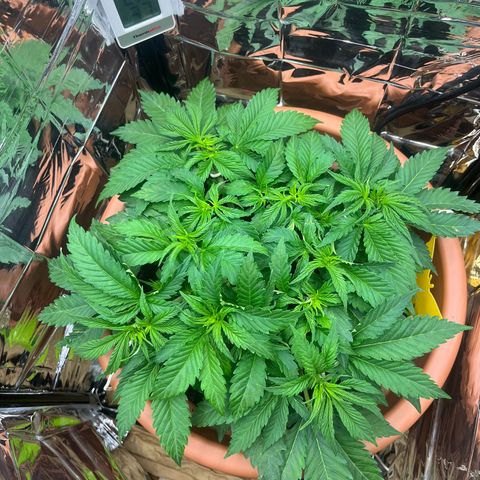 Cracklinburgh Blueberry growlog timeline photo