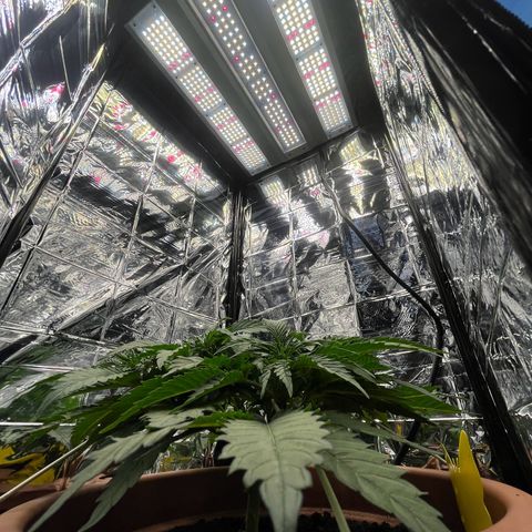Cracklinburgh Blueberry growlog timeline photo