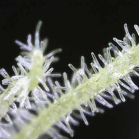 Cracklinburgh Blueberry growlog photo: Blütennarbe