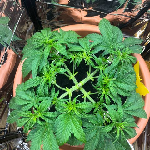 Cracklinburgh Blueberry growlog photo: Entlauben. Triebe freilegen, Airflow verbessern