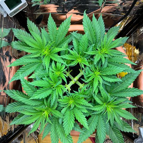 Cracklinburgh Blueberry growlog timeline photo