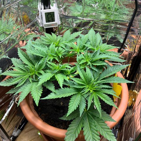 Cracklinburgh Blueberry growlog timeline photo