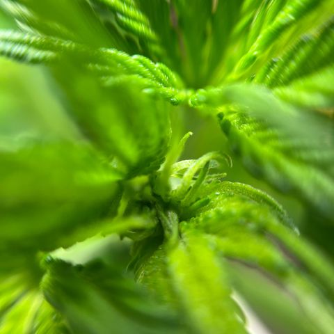 Cracklinburgh Blueberry growlog timeline photo