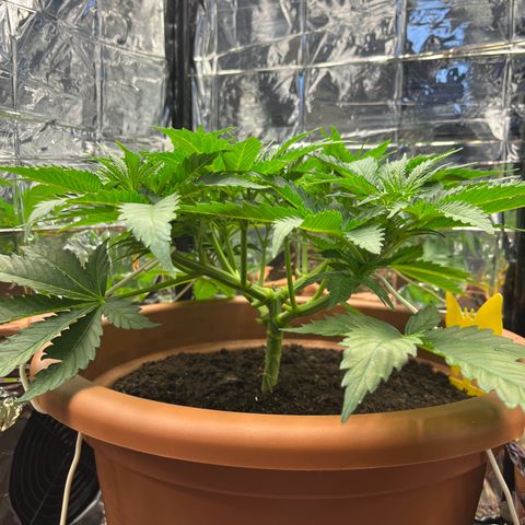 Cracklinburgh Blueberry growlog timeline photo