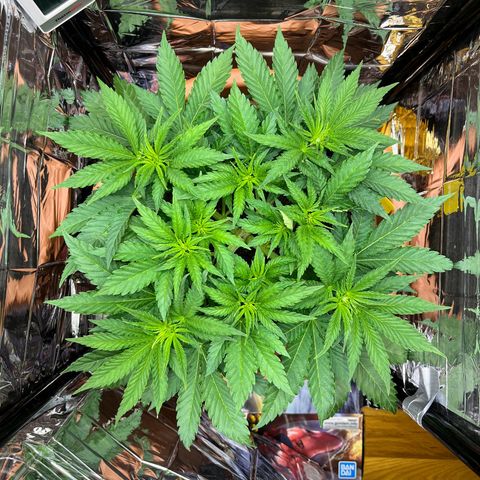 Cracklinburgh Blueberry growlog timeline photo