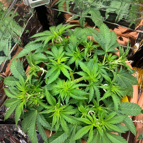 Cracklinburgh Blueberry growlog timeline photo