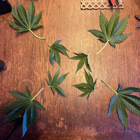 Cracklinburgh Blueberry growlog timeline photo