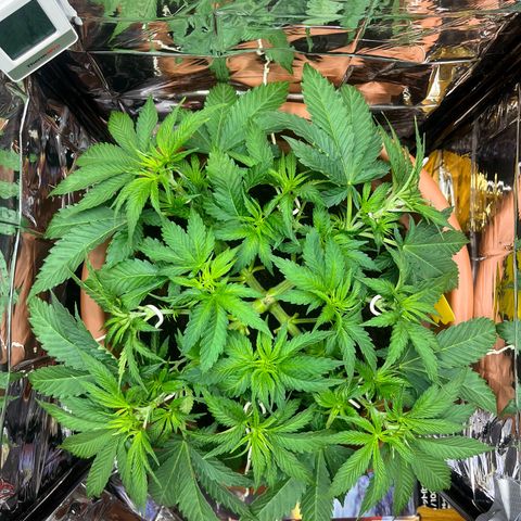 Cracklinburgh Blueberry growlog timeline photo