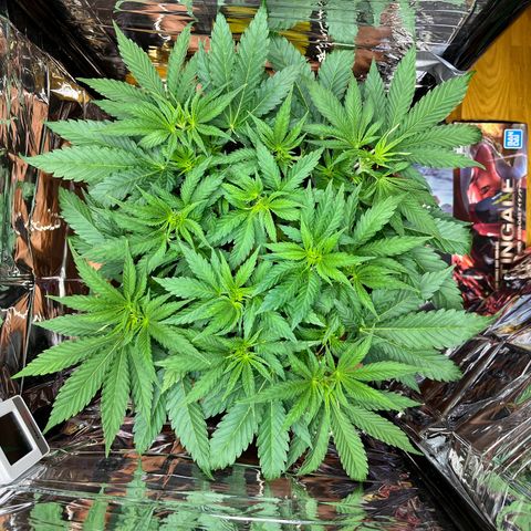 Cracklinburgh Blueberry growlog timeline photo