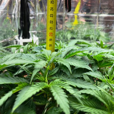 Cracklinburgh Blueberry growlog timeline photo
