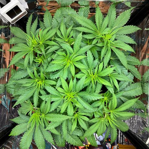 Cracklinburgh Blueberry growlog timeline photo