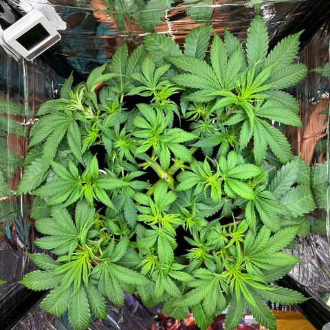 Cracklinburgh Blueberry growlog timeline photo
