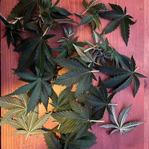 Cracklinburgh Blueberry growlog timeline photo