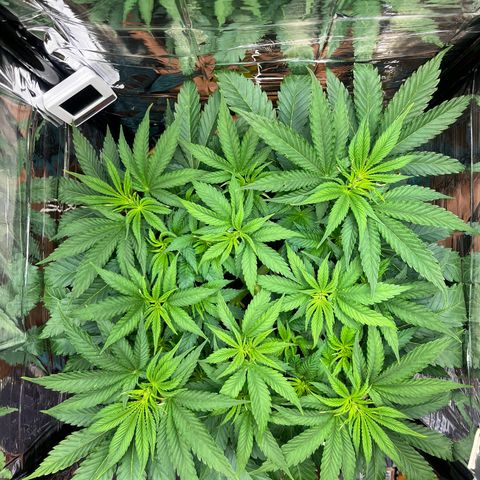 Cracklinburgh Blueberry growlog timeline photo