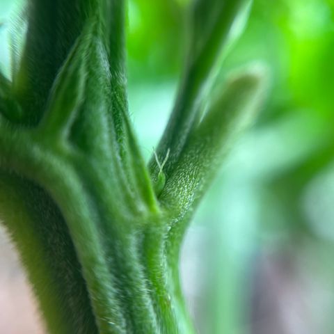 Cracklinburgh Blueberry growlog timeline photo