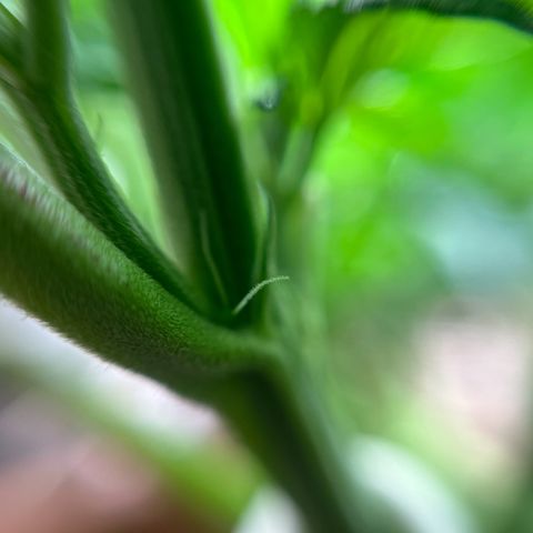 Cracklinburgh Blueberry growlog timeline photo