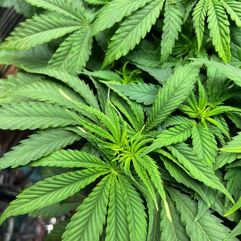 Cracklinburgh Blueberry growlog timeline photo