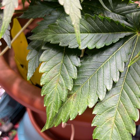 Cracklinburgh Blueberry growlog timeline photo