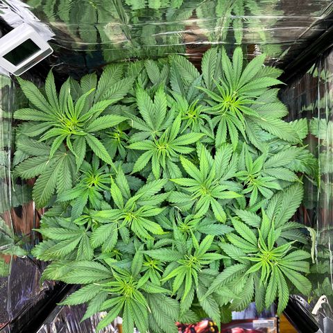 Cracklinburgh Blueberry growlog timeline photo