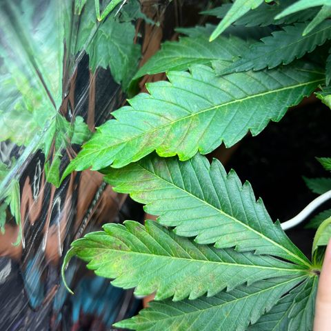 Cracklinburgh Blueberry growlog timeline photo