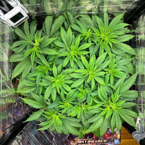 Cracklinburgh Blueberry growlog timeline photo