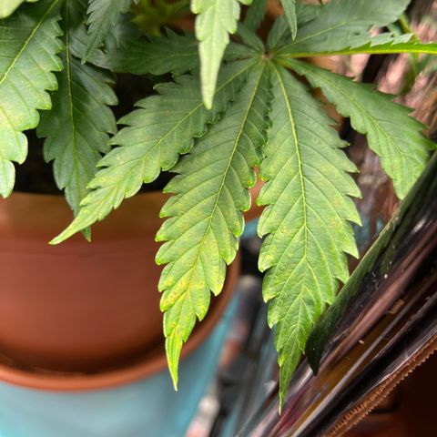Cracklinburgh Blueberry growlog timeline photo