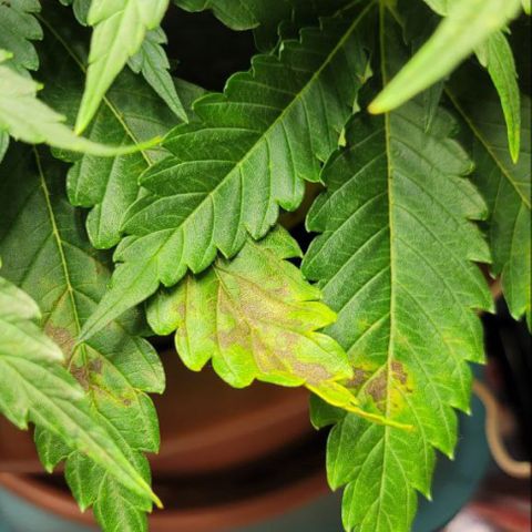 Cracklinburgh Blueberry growlog timeline photo