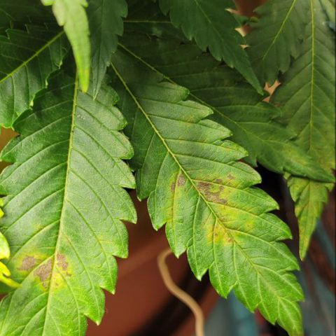 Cracklinburgh Blueberry growlog timeline photo