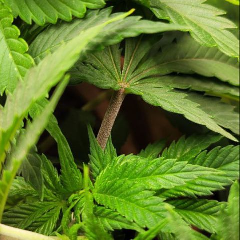 Cracklinburgh Blueberry growlog timeline photo
