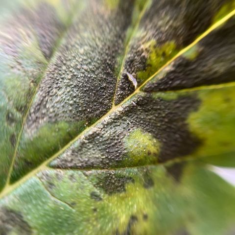 Cracklinburgh Blueberry growlog timeline photo