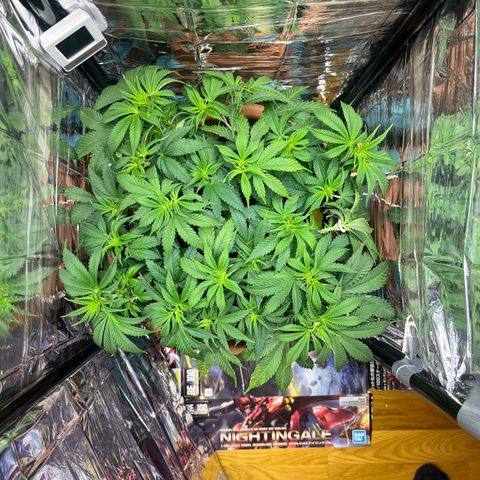 Cracklinburgh Blueberry growlog timeline photo