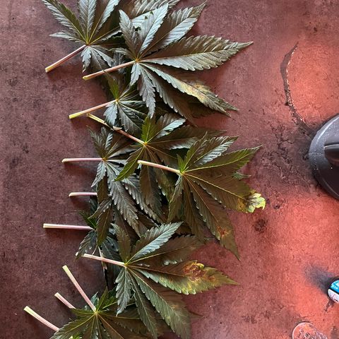Cracklinburgh Blueberry growlog timeline photo