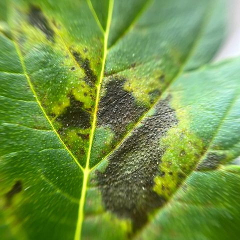 Cracklinburgh Blueberry growlog timeline photo