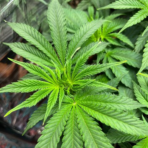 Cracklinburgh Blueberry growlog timeline photo