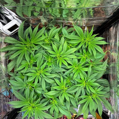 Cracklinburgh Blueberry growlog timeline photo