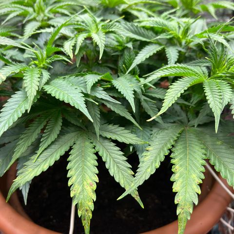 Cracklinburgh Blueberry growlog timeline photo