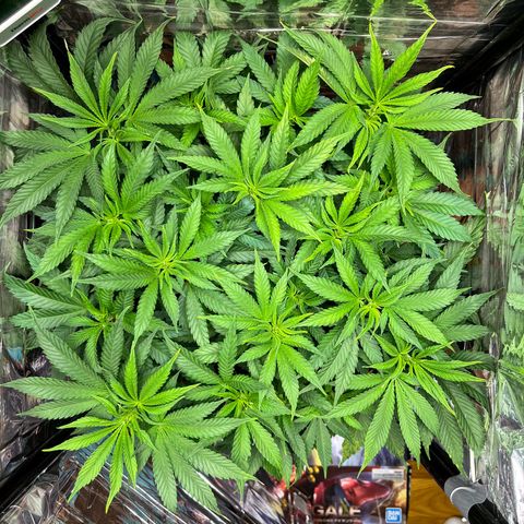 Cracklinburgh Blueberry growlog timeline photo