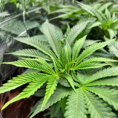 Cracklinburgh Blueberry growlog timeline photo