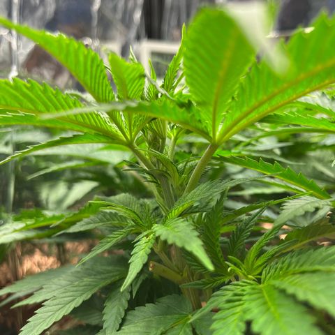 Cracklinburgh Blueberry growlog timeline photo