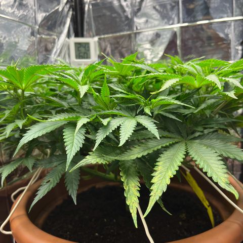 Cracklinburgh Blueberry growlog timeline photo